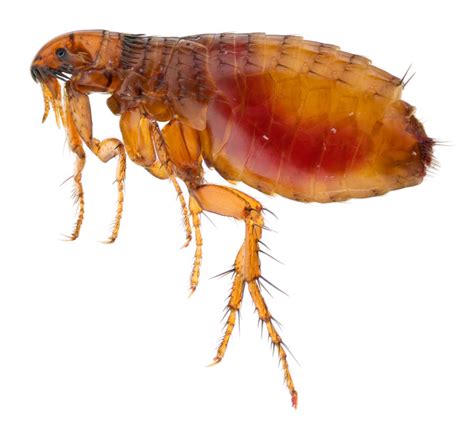 can fleas transfer to humans.